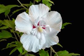 937 Althea White Background Images, Stock Photos, 3D objects, & Vectors