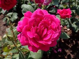 File:Rosa Big Purple 2022-07-05 4323.jpg