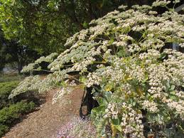 Image result for Eriosema angolense