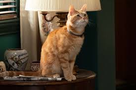 How the Feline Actor Playing Goose the Cat in The Marvels Was Trained