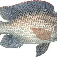 Ikan Talapia Home Facebook