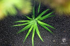 Image result for Eriocaulon inyangense