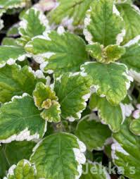 Image result for Plectranthus guruensis