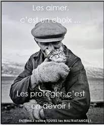 Faire parti d une association pour animaux. Association Marocaine Pour La Protection Des Animaux Et De L Environnement Home Facebook