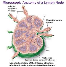 The Lymphatic System Lymphatic System Lymphatic Anatomy