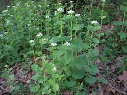 Image result for garlic mustard
