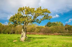 Male and female flowers are found on the same tree, with male flowers forming green catkins and females appearing as discreet clusters of bracts male and female flowers—which grow on separate trees—appear in march and april. 30 Native British Trees And How To Spot Them