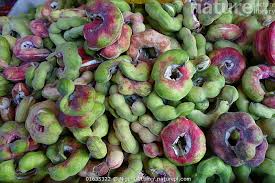 Image result for Pithecellobium dulce