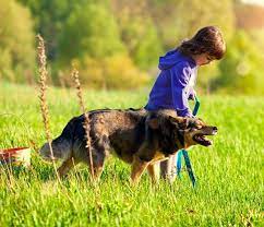 Life's abundance we have already started your puppy on life's abundance puppy food. Life S Abundance Dog Food Premium Pet Food Never Recalled Always Fresh