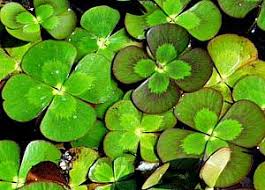 Image result for Marsilea vera