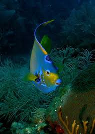 12 Fabulous Animals That Start With The Letter Q Ocean Creatures Sea And Ocean Beautiful Sea Creatures