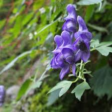 A symbol of death and mourning, but also support and encouragement, the gift of the red(i) red — happiness, success and good fortune it is also the national color representing happiness, beauty, vitality, good luck, success and good fortune. Flowers That Symbolize Death A To Z Flowers