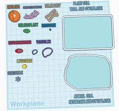 If you have to create a 3d model of the cell for a class project, or simply want to create one for your own enrichment, this article will walk you through the. Animal And Plant Cell Construction Kit Nwa3d
