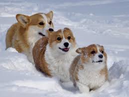 Book your tickets online for the top things to do in upper peninsula, michigan on tripadvisor: Triple M Corgis Puppies For Sale