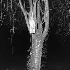 Jackson-Pratt Albums: songs, discography, biography, and listening guide