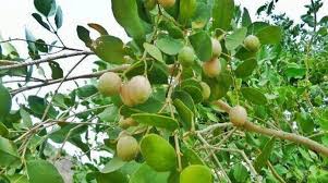 Image result for Dobera