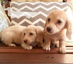 Miniature Black And Cream Dachshund Chocolate Based Shaded Cream And Chocolate Based Ee Cream Elegant Dachshunds Wiener Dog Weenie Dogs Cute Animals