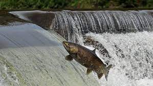 A fish passage that is designed to allow fish to pass upstream may not allow passage downstream, for instance. It S Breeding Time For Giant Salmon As They Swim Upstream To Breeding Grounds Cbc News