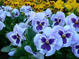 Pansy Light Blue With White And Dark Blue Blotch 25 Seeds Al1985sc Ebay Pansies Flowers Fall Blooming Flowers Pansies