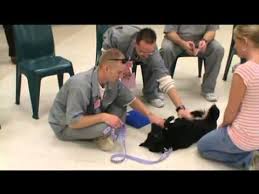 Abbreviation of pup, definition of pup, explanation of pup, full forms of short form pup. Missouri Puppies For Parole Youtube