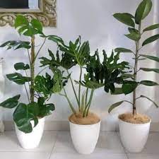 Anda bisa menemukan tanaman hias indoor untuk apotek hidup atau yang berfungsi sebagai pembersih udara.beberapa jenis tanaman hias terbaik untuk indoor. Jual Tanaman Hias Indoor Cantik 3 Paket Murah Jakarta Utara Garden Yellow Zelsa Tokopedia