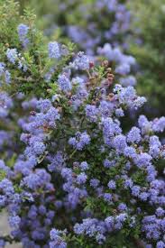 Image result for Nicolasia nitens