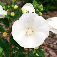 Image result for Hibiscus pusillus
