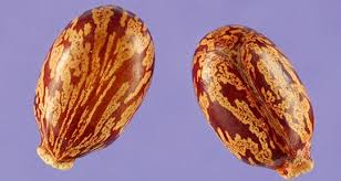 Image result for Ricin