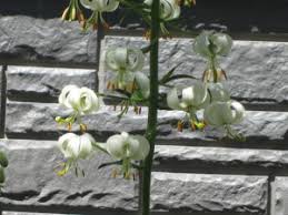 Image result for Lilium martagon Alba