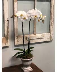 Vintage Orchid Plant In Thornhill On Orchid Florist