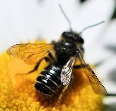 A mortar bee is a species of bee that has enlarged rear legs, the mortar bee uses these hind legs to remove mortar from joints of brickwork. Megachile Leafcutter Resin And Mortar Bees Megachile Bugguide Net