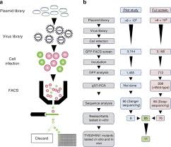 168 eur euro to ron romanian leu. Identification Of Mammalian Adapting Mutations In The Polymerase Complex Of An Avian H5n1 Influenza Virus Nature Communications