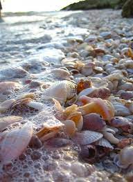 Low Tide Sea Shells Sanibel Island Florida Sanibel Island