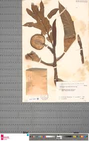 Image result for Microcharis remotiflora