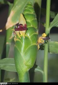 Image result for Zingiber