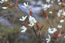 Image result for Amelanchier laevis