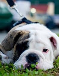 Time To Rest That Walk Wore Me Out English Bulldog Puppies Dog Love Bulldog Puppies