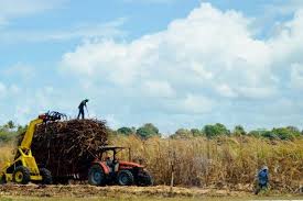 Recolte De La Canne A Sucre Guadeloupe Guadeloupe Antilles Francaises Canne A Sucre