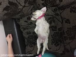 Tuvalet Egitimi Shih Tzu Petarkadas Com
