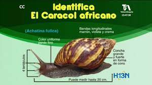 Mario no es la única víctima del caracol africano o achatina fulica, ya visible en varios terrenos de la zona. El Caracol Africano Se Esta Expandiendo Youtube