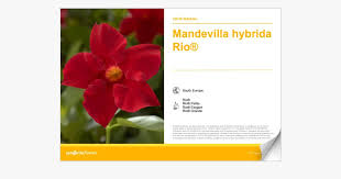 Image result for dipladenie hybrida rio obrázek