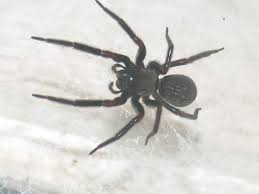 They have long spinnerets with a body size nearly an tarantula are found in illinois also. Common Neighbourhood Spiders Agriculture And Food