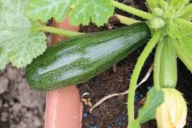 Kaffeesatz Im Garten Als Dunger Diese Pflanzen Lieben Ihn Zucchini Anbau Zucchini Pflanzen Gemuse Anpflanzen