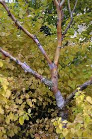 le jardin du bois marquis dans l isere jardins en bois arbres et arbustes arbuste