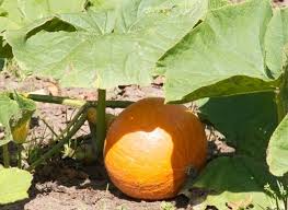 Includes ideas for choosing the right varieties, soil preparation, and pollination. Pumpkin Farming Planting Care And Harvesting Agri Farming