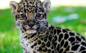 Jun 19, 2021 · jaguares han sido arrinconados en su propio hábitat. Kinder Y Reino Animal Unidos Por La Conservacion Del Jaguar En Mexico