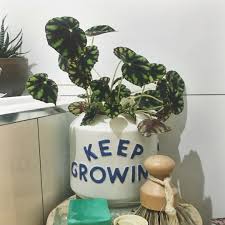 Check spelling or type a new query. Begonia Tiger Paws Rhizomatous Begonia Tiger Paws In Gardentags Plant Encyclopedia