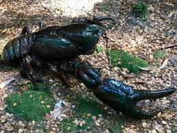 In the past, individuals of over 11 lbs and over 31 have been known, but individuals over 4.4 lbs are rare. One Clawed 3 Kg Crayfish Biggest Found In 40 Years Daily Telegraph