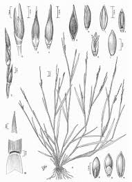 Image result for Panicum pilgerianum