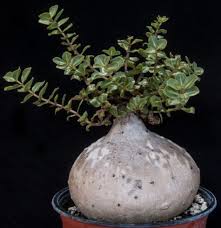 Image result for Raphionacme procumbens